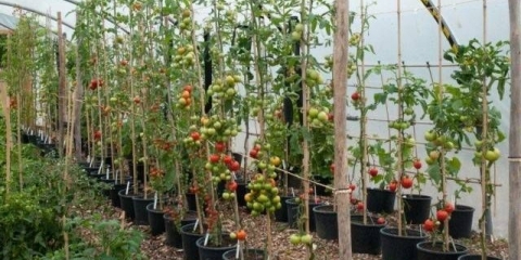 Formiranje paradajza u jednoj stabljici